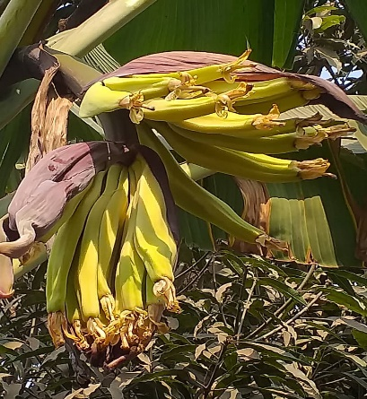 Régime de bananes produit localement