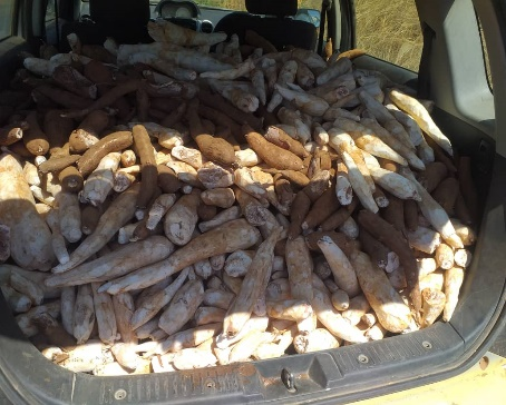 Manioc récolté au champ-école de Kalabi