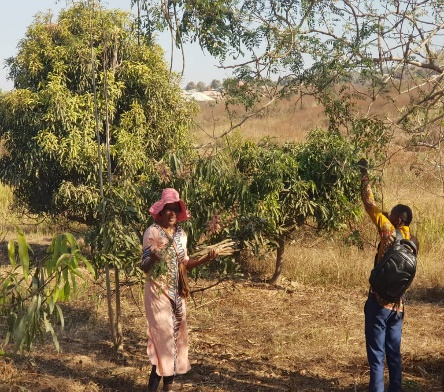 Découverte de la plante Moringa en communauté