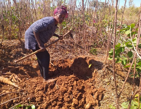 Travail agricole dans un champ